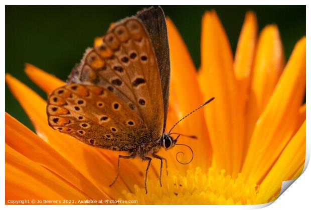 Blue on marygold Print by Jo Beerens