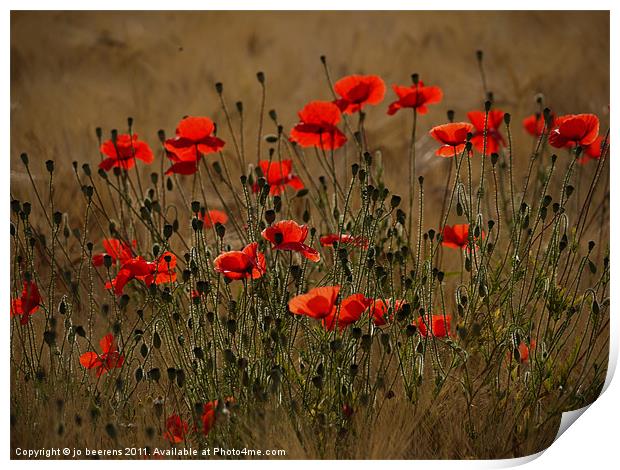 the irresistible attraction of poppies Print by Jo Beerens