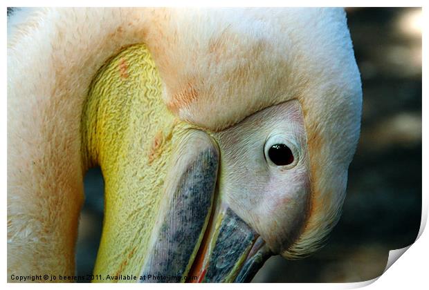 pelican Print by Jo Beerens