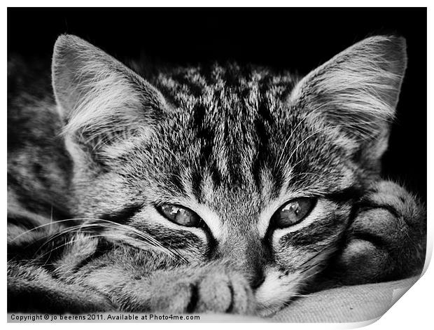 stray kitten Print by Jo Beerens