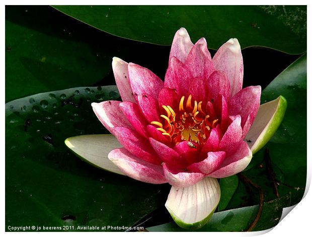 water lily Print by Jo Beerens