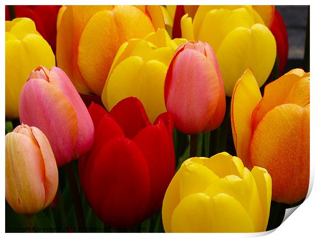 tulips from holland Print by Jo Beerens
