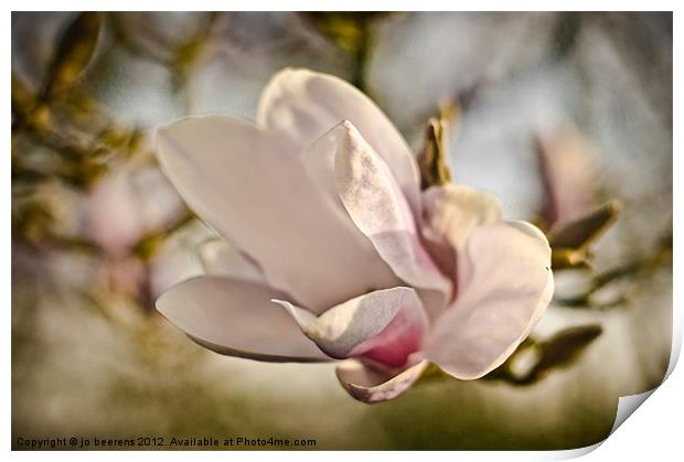 magnolia flower Print by Jo Beerens