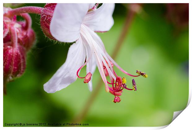 bigroot geranium Print by Jo Beerens