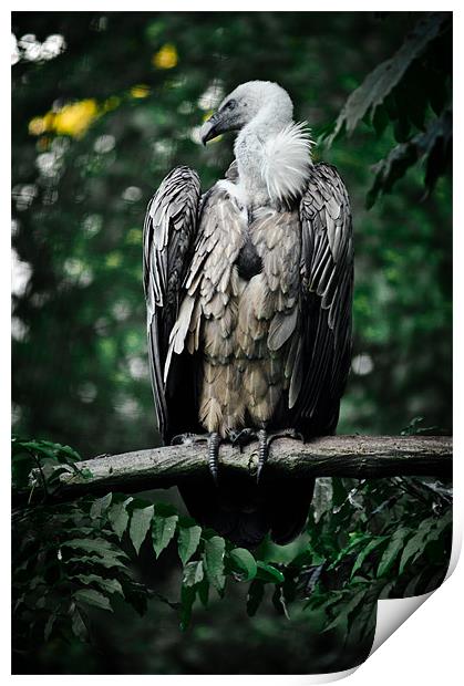 griffon vulture Print by Jo Beerens