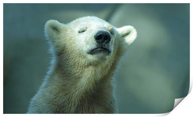 polar bear cub Print by Jo Beerens