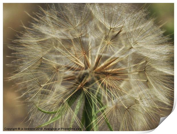 goatsbeard macro Print by Jo Beerens