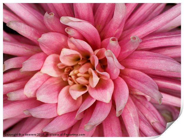 pink dahlia flower Print by Jo Beerens