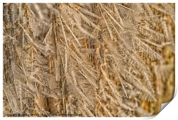 feathery frost Print by Jo Beerens