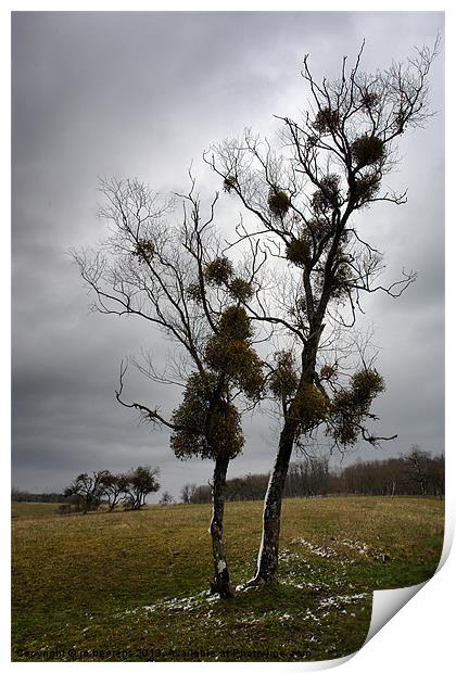 mistletoe birches Print by Jo Beerens