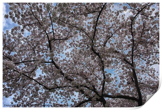 blossom Print by Jo Beerens