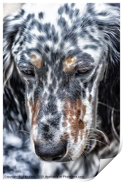 english setter Print by Jo Beerens