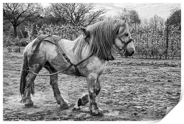 Belgian Heavy Horse Print by Jo Beerens