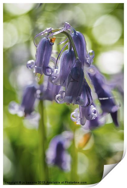bluebell Print by Jo Beerens