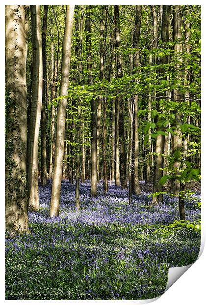 bluebell forest Print by Jo Beerens