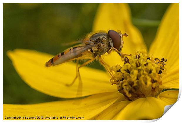 hover fly Print by Jo Beerens