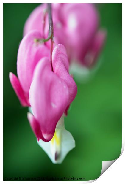 bleeding heart Print by Jo Beerens