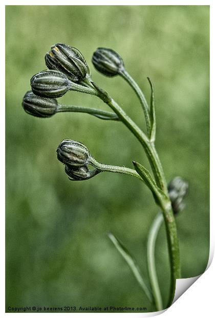 buds Print by Jo Beerens