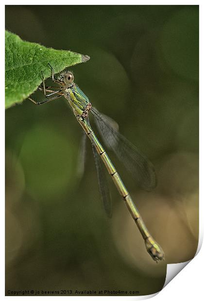 hanging damselfly Print by Jo Beerens