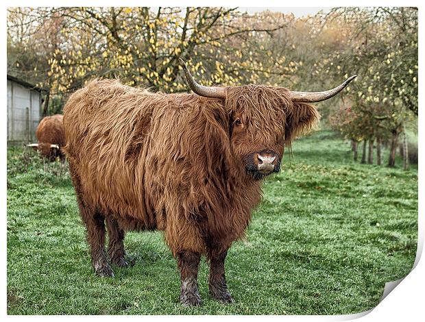 highland cow Print by Jo Beerens