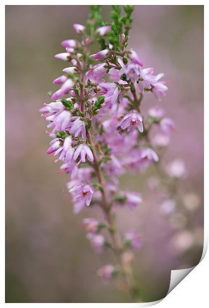 heather Print by Jo Beerens