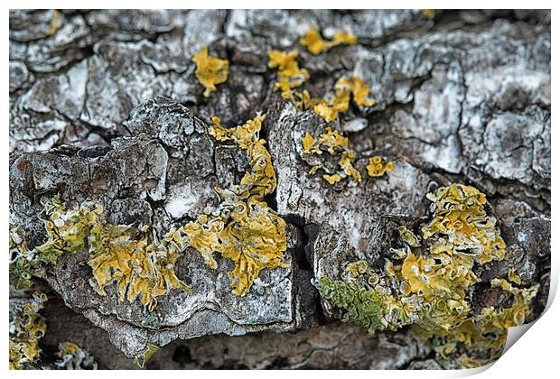 lichen on a bed of bark Print by Jo Beerens