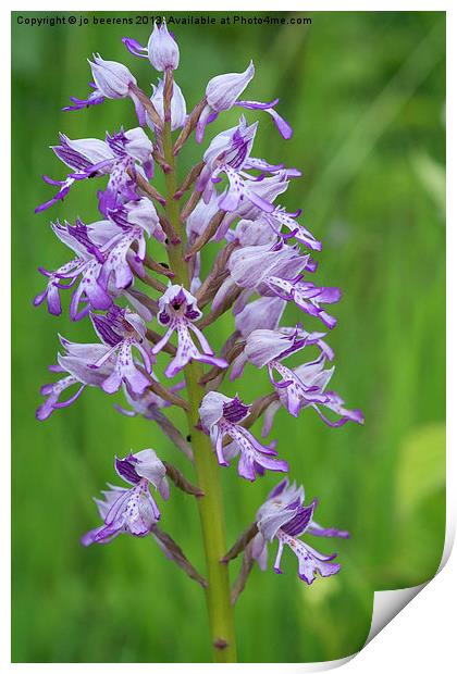 wild orchid blooming Print by Jo Beerens