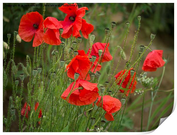 red poppies Print by Jo Beerens
