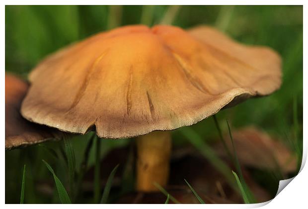 fall mushroom Print by Jo Beerens
