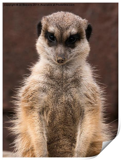 meerkat guard Print by Jo Beerens