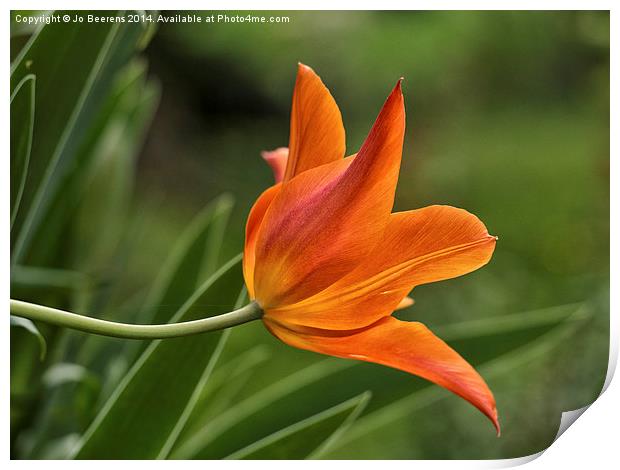 orange tulip Print by Jo Beerens