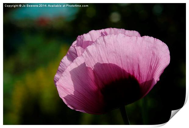 picked in claude monets garden Print by Jo Beerens