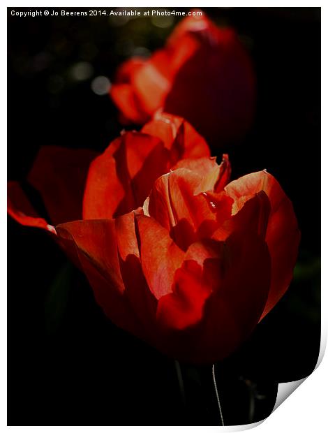 red tulips Print by Jo Beerens