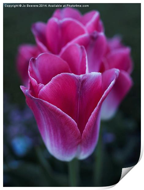 row of tulips Print by Jo Beerens