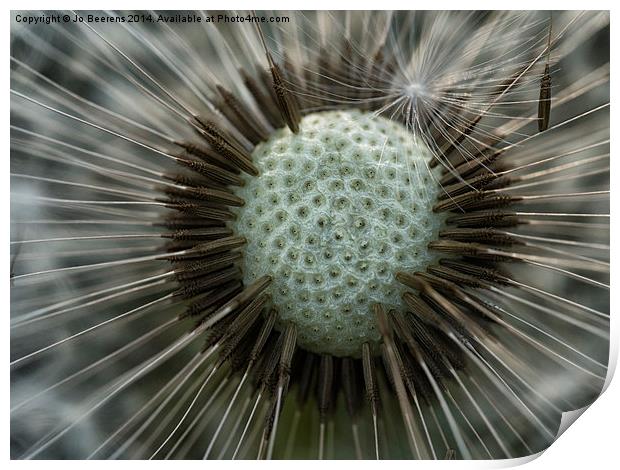 dandelion close up Print by Jo Beerens