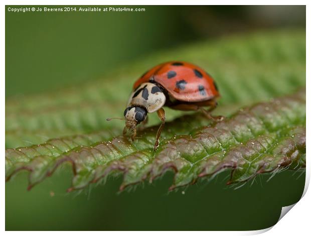 ladybug on leaf Print by Jo Beerens
