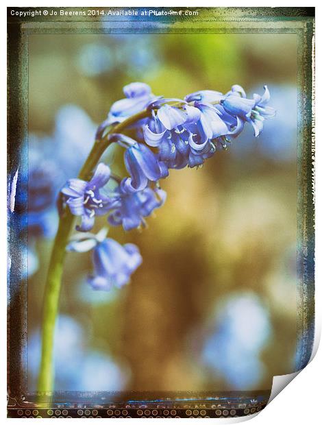 bluebell flower macro Print by Jo Beerens