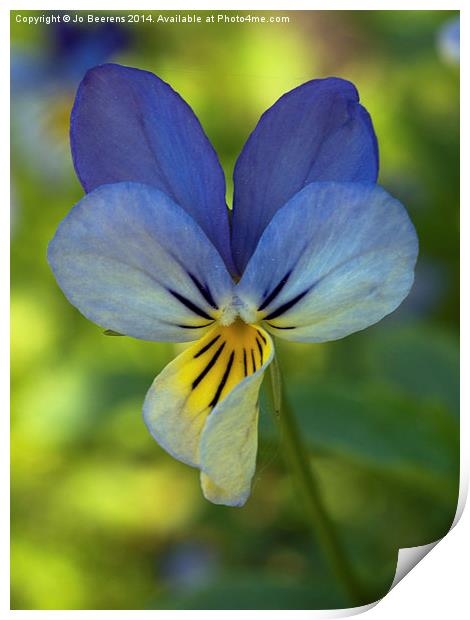 blue pansy Print by Jo Beerens