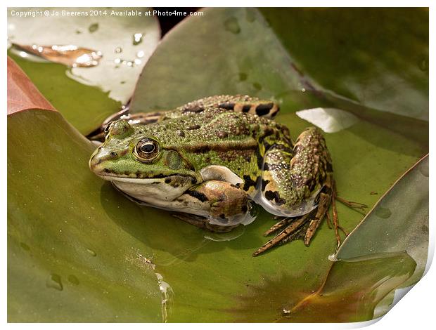 frog on leaf Print by Jo Beerens