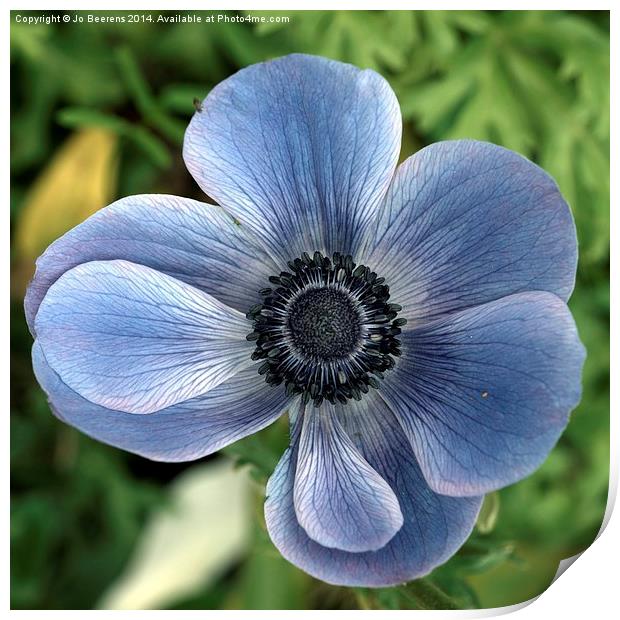 blue poppy anemone Print by Jo Beerens