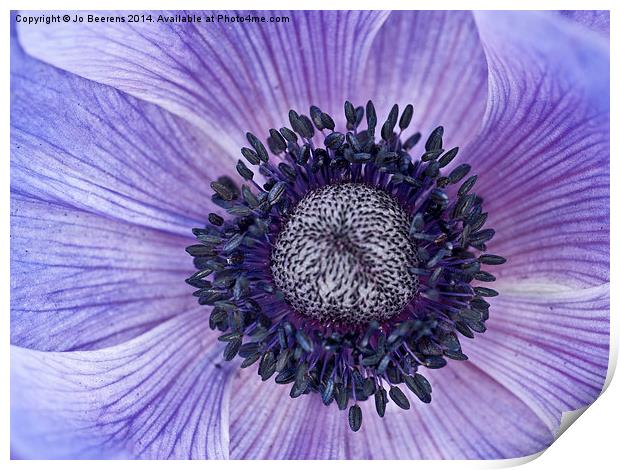blue anemone Print by Jo Beerens