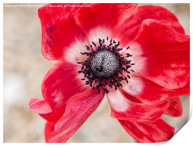 red anemone Print by Jo Beerens