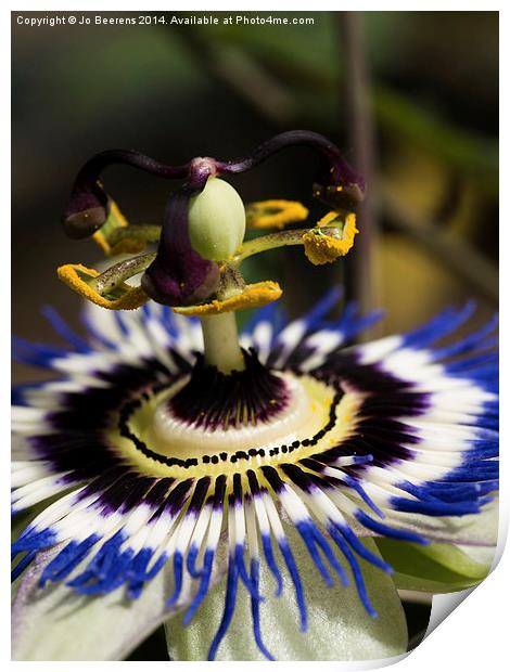 passion flower. Print by Jo Beerens