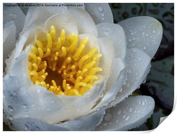 white water lily Print by Jo Beerens
