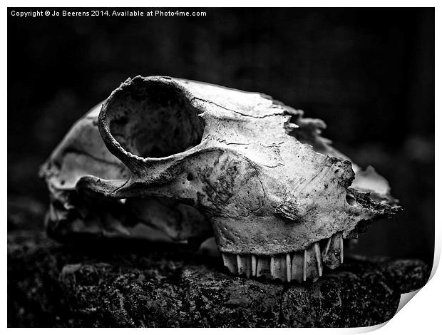 animal skull Print by Jo Beerens