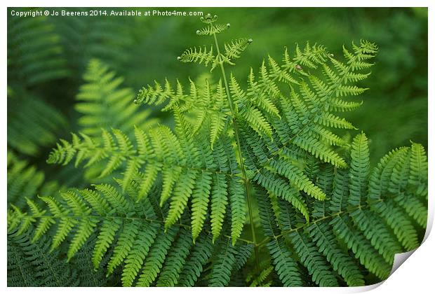 green toned fern Print by Jo Beerens