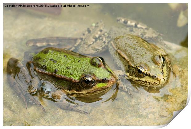  two frogs Print by Jo Beerens