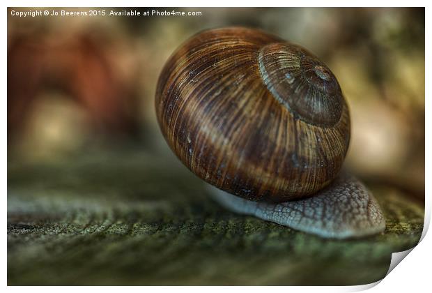 Burgundy snail glide past Print by Jo Beerens