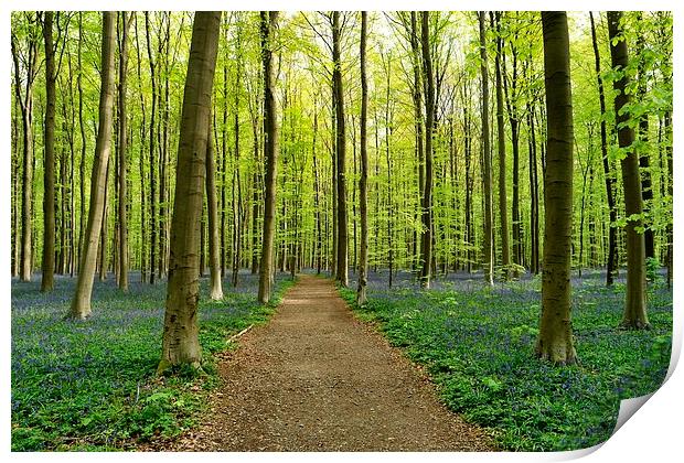 bluebell forest Print by Jo Beerens