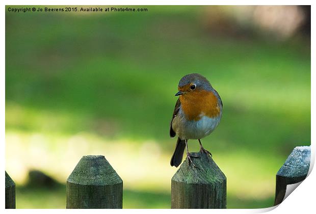 robin on a fence Print by Jo Beerens